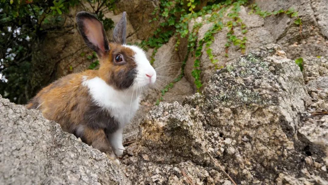 自然科普：狡兔三窟是真的吗？这些有趣的兔子冷知识你知道多少