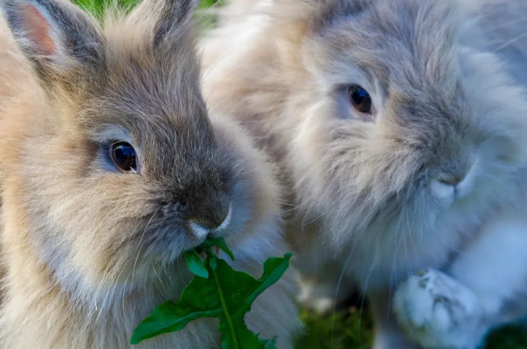 自然科普：兔年，您关心的兔子都在这里了
