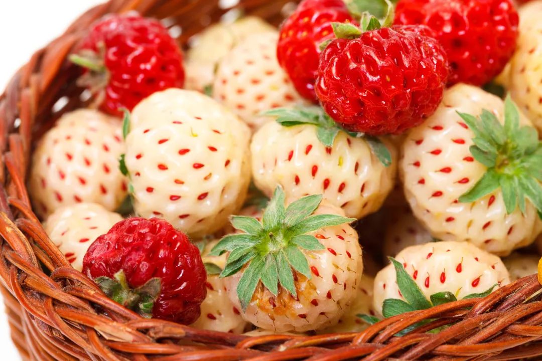 生活科普：白色草莓是转基因水果吗？