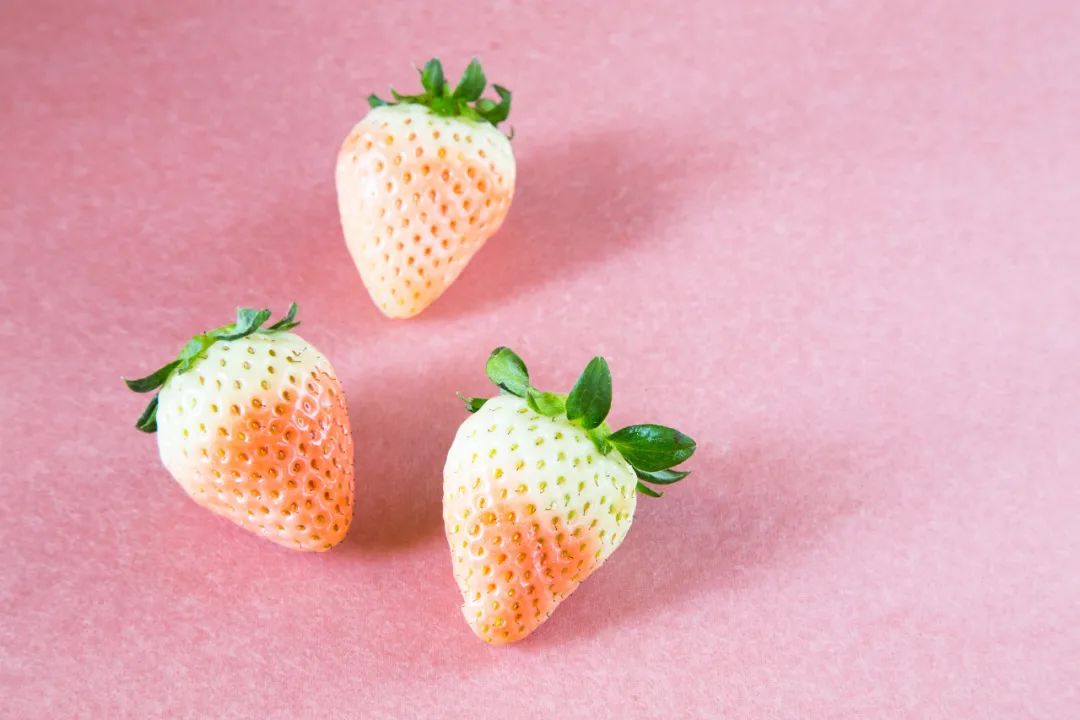 生活科普：白色草莓是转基因水果吗？