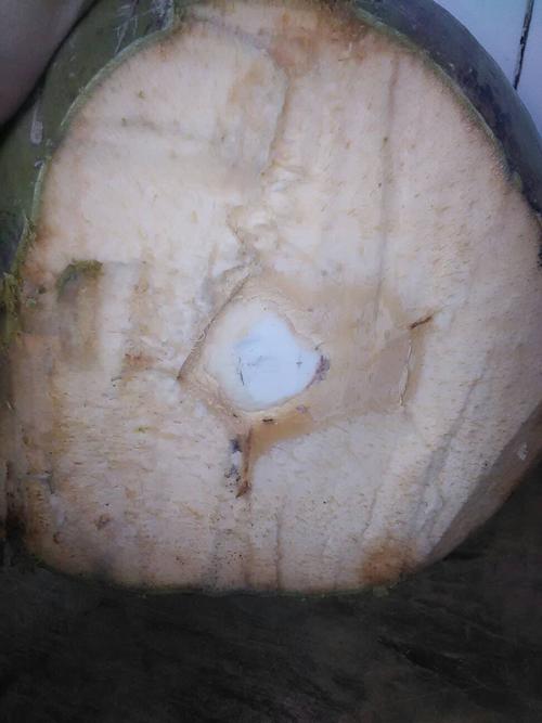 老椰子怎么打开取肉（椰子的正确打开方法）